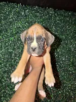 Flash, a male Boxer for sale in Clementon, NJ – Photo 4 of 5