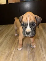 Flash, a male Boxer for sale in Clementon, NJ – Photo 2 of 5