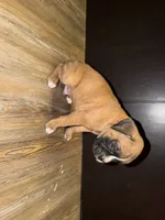 Flash, a male Boxer for sale in Clementon, NJ – Photo 1 of 5