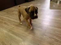 Flash, a male Boxer for sale in Clementon, NJ – Photo 5 of 5