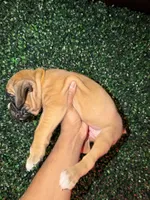 Flash, a male Boxer for sale in Clementon, NJ – Photo 3 of 5