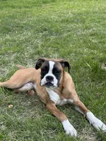 Minnie , a female Boxer for sale in Clementon, NJ – 5 of 6