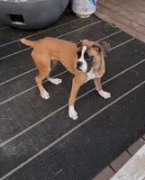 Minnie , a female Boxer for sale in Clementon, NJ – 3 of 6