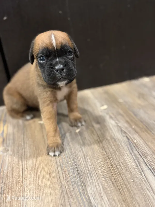Coco – Boxer puppy for sale in Clementon, NJ