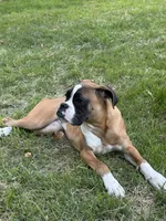 Minnie , a female Boxer for sale in Clementon, NJ – 1 of 6