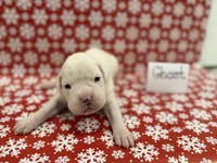 Ghost, a male Boxer for sale in Clementon, NJ – Photo 2 of 2