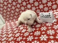 Ghost, a male Boxer for sale in Clementon, NJ – Photo 1 of 2