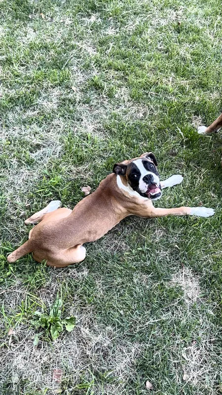 Minnie  – Boxer puppy for sale in Clementon, NJ