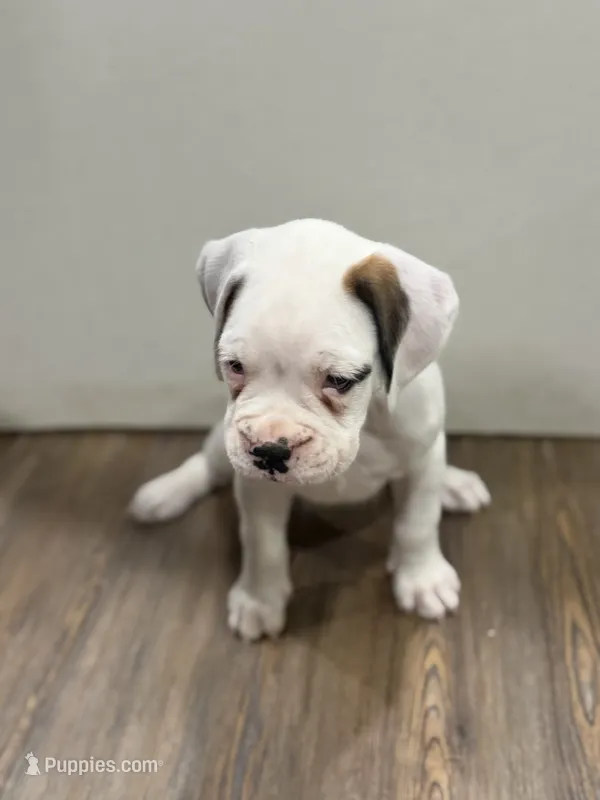 Snowball  – Boxer puppy for sale in Clementon, NJ