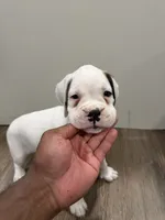 Snowball , a male Boxer for sale in Clementon, NJ – 4 of 5