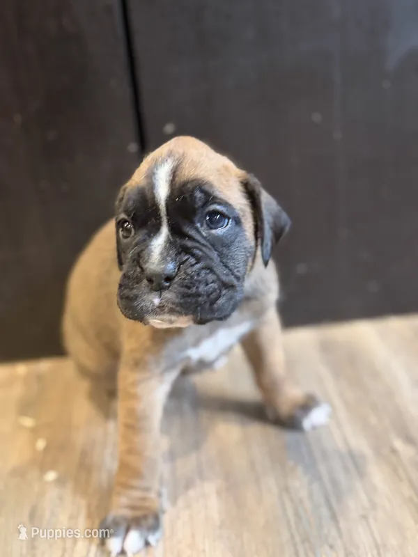 Brownie  – Boxer puppy for sale in Clementon, NJ