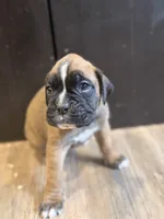 Brownie , a male Boxer for sale in Clementon, NJ – 1 of 4
