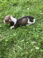 Akc Ray, a male Miniature Dachshund for sale in Decatur, IN – 4 of 6