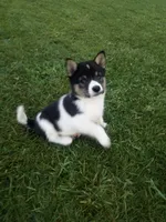 Akc Jacky, a male Shiba Inu for sale in Decatur, IN – 3 of 3