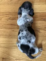 Akc Rose, a female Miniature Dachshund for sale in Decatur, IN – 5 of 6