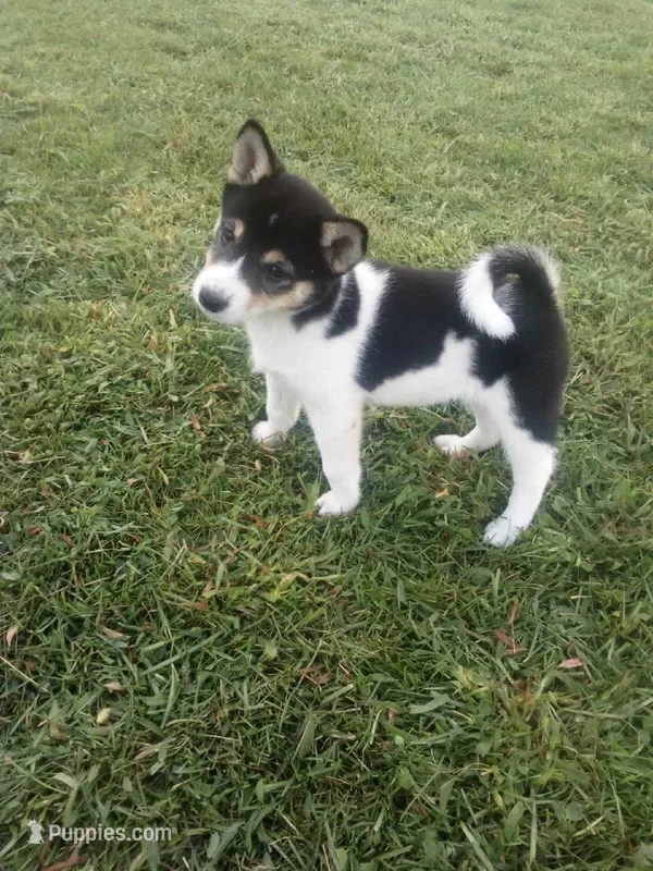 Akc Stacy – Shiba Inu puppy for sale in Decatur, IN