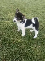 Akc Stacy, a female Shiba Inu for sale in Decatur, IN – 1 of 3