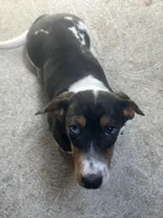 Akc Amy, a female Miniature Dachshund for sale in Decatur, IN – 3 of 5