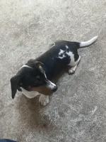 Akc Amy, a female Miniature Dachshund for sale in Decatur, IN – 4 of 5