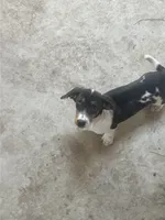 Akc Amy, a female Miniature Dachshund for sale in Decatur, IN – 5 of 5