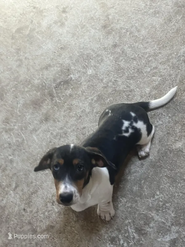 Akc Amy – Miniature Dachshund puppy for sale in Decatur, IN
