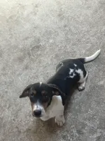 Akc Amy, a female Miniature Dachshund for sale in Decatur, IN – 1 of 5