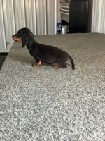 Kyle, a female Miniature Dachshund for sale in Decatur, IN – Photo 3 of 4