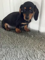 Kyle, a female Miniature Dachshund for sale in Decatur, IN – Photo 1 of 4