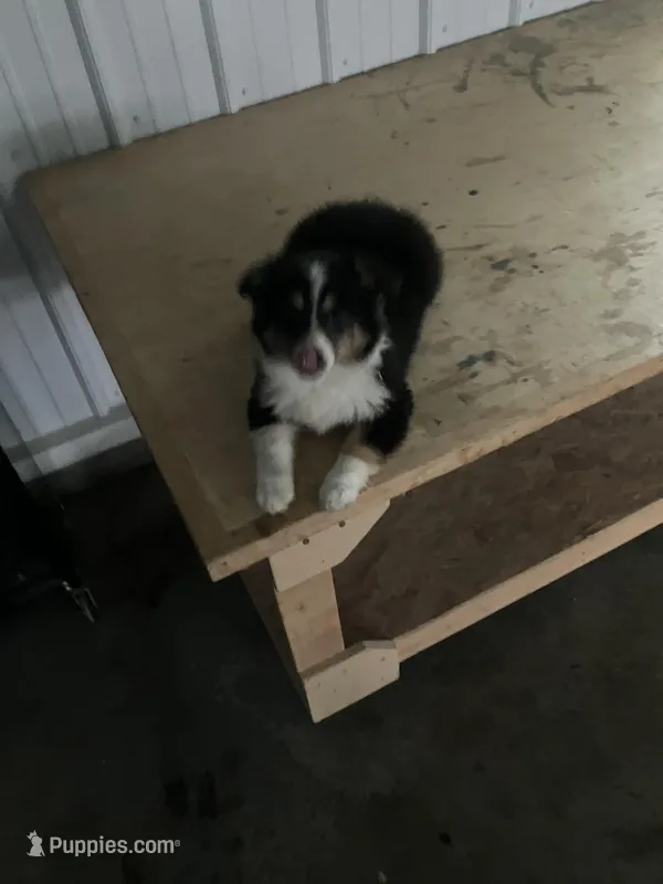 Snip – Miniature Australian Shepherd puppy for sale in Decatur, IN