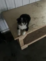 Snip, a male Miniature Australian Shepherd for sale in Decatur, IN – Photo 1 of 6