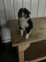 Snip, a male Miniature Australian Shepherd for sale in Decatur, IN – Photo 4 of 6