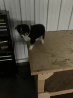 Snip, a male Miniature Australian Shepherd for sale in Decatur, IN – Photo 3 of 6