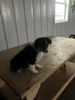 Snip, a male Miniature Australian Shepherd for sale in Decatur, IN – Photo 2 of 6