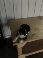 Snip, a male Miniature Australian Shepherd for sale in Decatur, IN – Photo 6 of 6