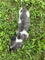 Akc Debra, a male Miniature Dachshund for sale in Decatur, IN – 2 of 5
