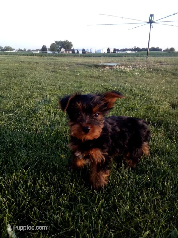 Mark – Yorkshire Terrier puppy for sale in Decatur, IN