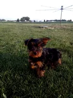 Mark, a female Yorkshire Terrier for sale in Decatur, IN – 1 of 4