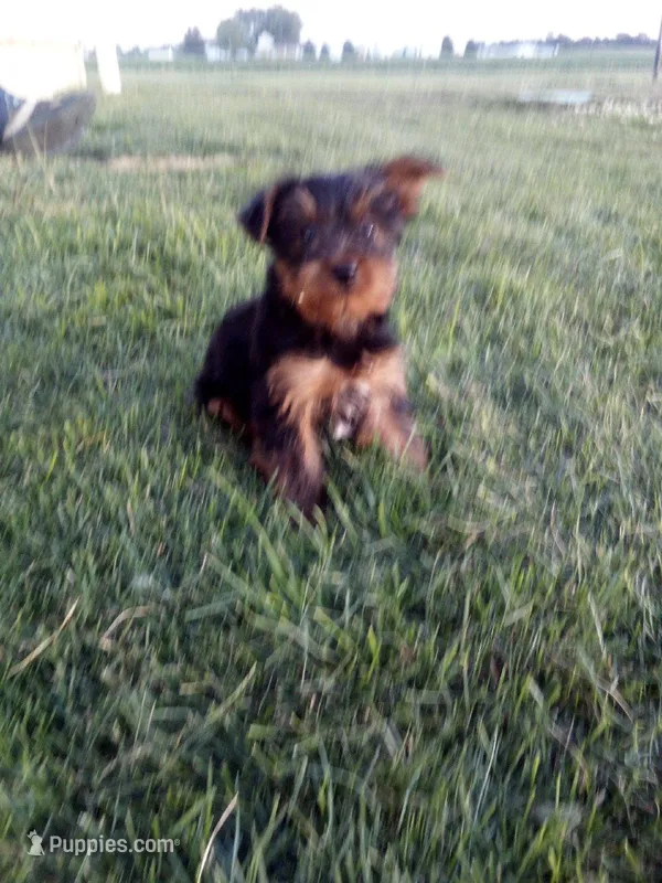Sam – Yorkshire Terrier puppy for sale in Decatur, IN