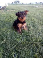 Sam, a female Yorkshire Terrier for sale in Decatur, IN – 1 of 4