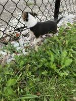 Akc Tiny , a female Chihuahua for sale in Decatur, IN – 5 of 6