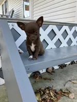 Tina, a female Chihuahua for sale in Decatur, IN – 6 of 6