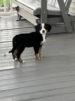 Akc Dan , a female Bernese Mountain Dog for sale in Decatur, IN – 2 of 6