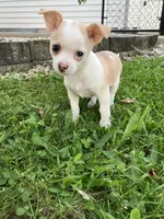 Akc Marie, a female Chihuahua for sale in Decatur, IN – 3 of 5