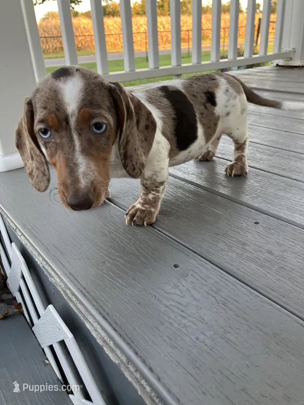 Akc Davon  – Miniature Dachshund puppy for sale in Decatur, IN