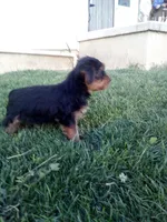 Belle, a female Yorkshire Terrier for sale in Decatur, IN – 4 of 6
