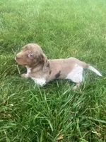 Akc Jenny, a female Miniature Dachshund for sale in Decatur, IN – 4 of 4