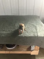 Akc Paul, a male Chihuahua for sale in Decatur, IN – 2 of 5