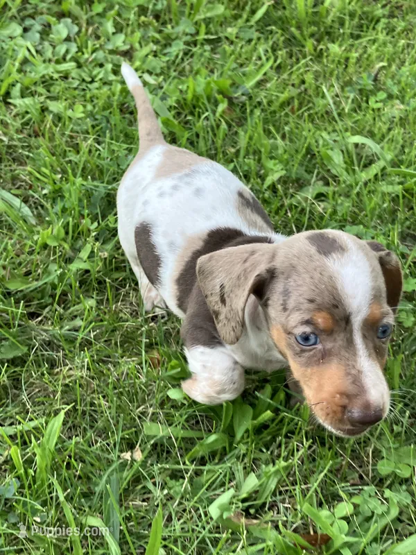 Akc Davon  – Miniature Dachshund puppy for sale in Decatur, IN
