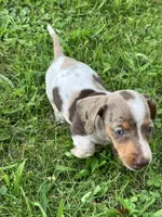 Akc Davon , a male Miniature Dachshund for sale in Decatur, IN – 1 of 6