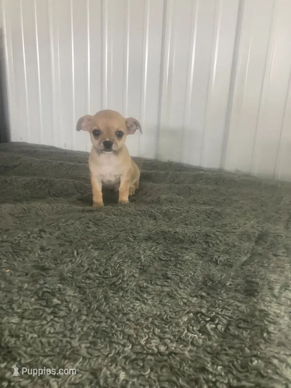 Akc Willis  – Chihuahua puppy for sale in Decatur, IN